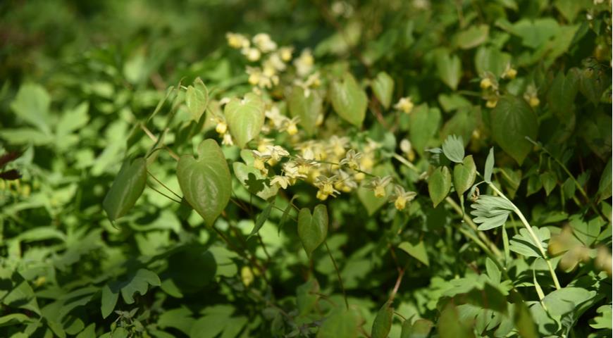 Горянка разноцветная (E. x versicolor) Sulphureum