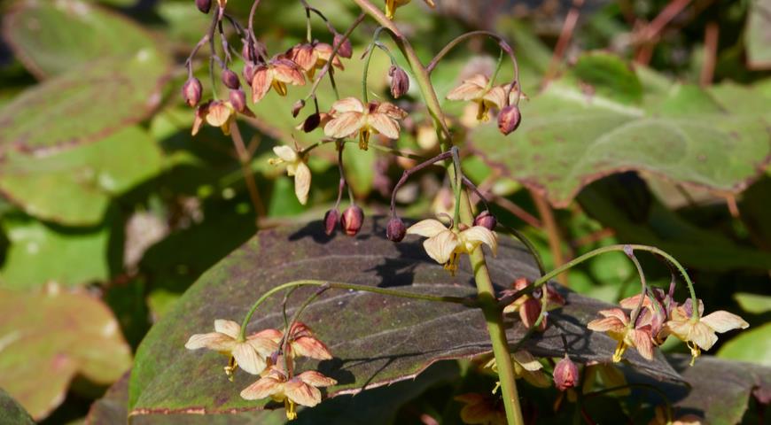 Горянка пухоносная (E. pubigerum)