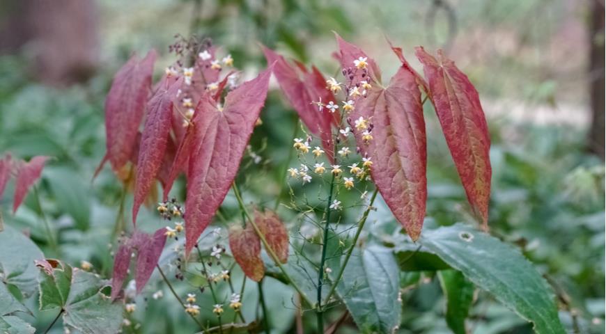 Г. стрелолистная (E. sagittatum)