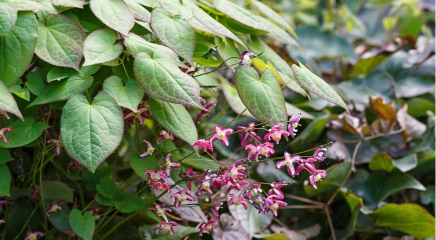 Горянка красная (E. x rubrum)