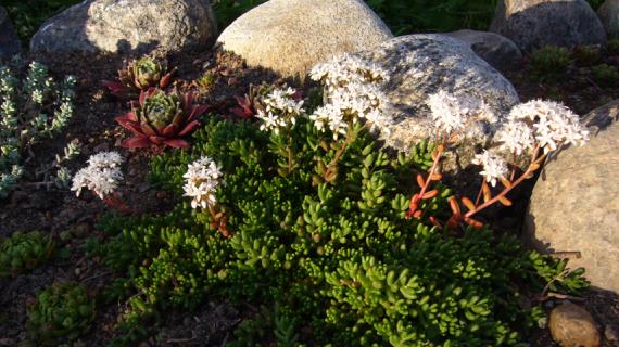 10 самых красивых и устойчивых видов почвопокровных очитков для вашей дачи