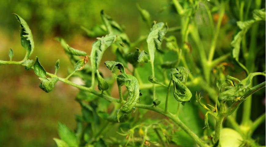 Скручивание листьев томата из-за попадания гербицида