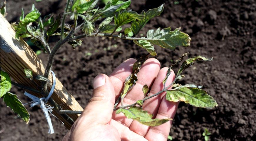 Скручивание листьев томатов из-за сильного ветра