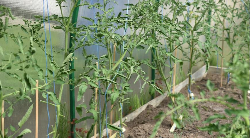 Почему у томатов скручиваются листья и как этого избежать: разбираем 8главных причин