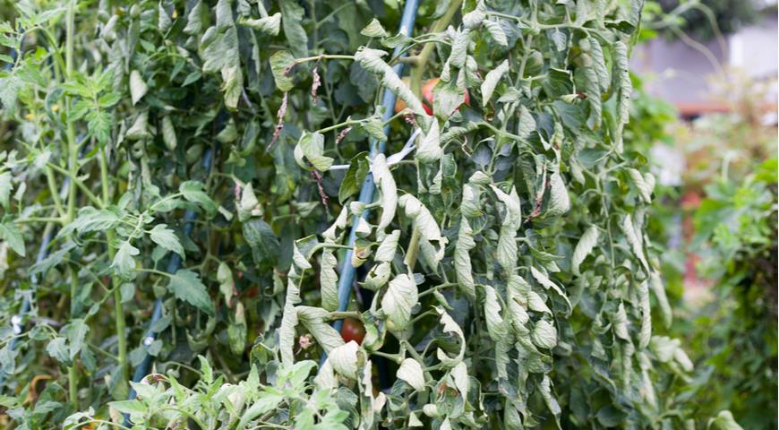 Ошибка выращивания томатов - передозировка азотных удобрений