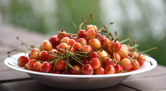 Зимостойкие сорта черешни