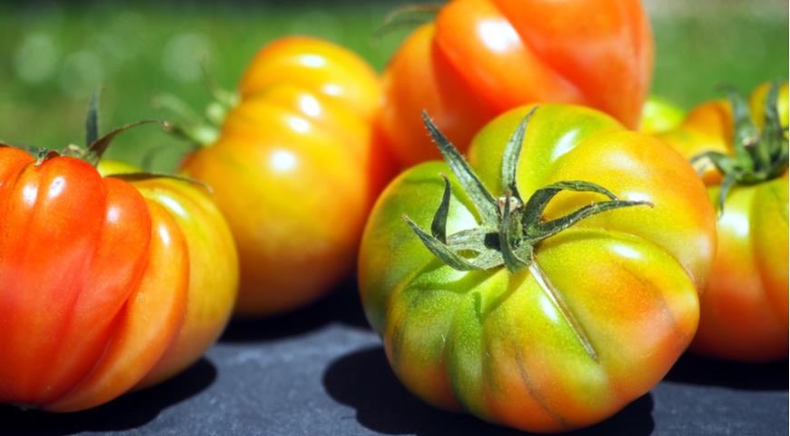 Почему помидоры не созревают полностью