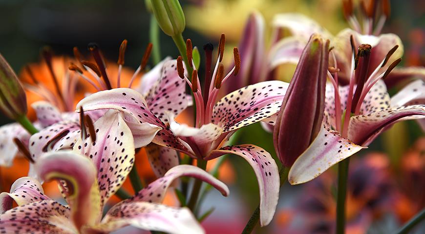 Азиатские лилии: 12 лучших сортов азиатских лилий, или азиаток для вашего цветника