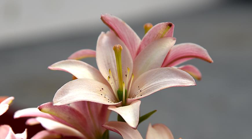 Азиатские лилии: 12 лучших сортов азиатских лилий, или азиаток для вашего цветника