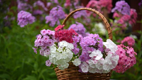 Какую погоду нам обещают на август?