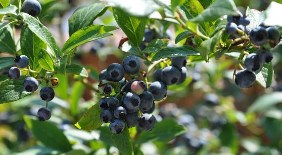 В Дарвиновском музее пройдет лекция «Какой же сад без ягод» в рамках выставки «Садоводы и садоводство»