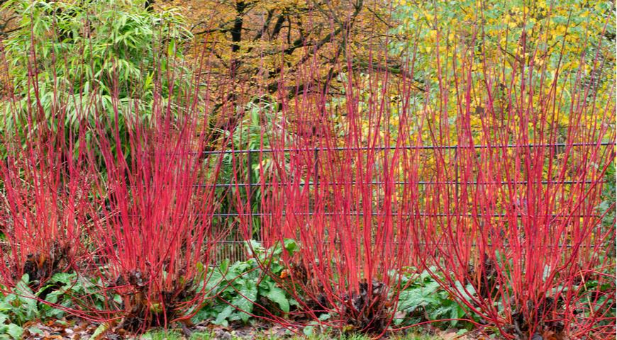 Дерен белый Westonbirt