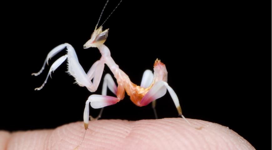 Hymenopus coronatus, орхидейный богомол