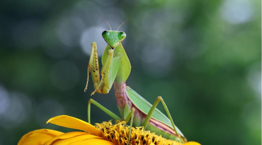 щитовой богомол Rhombodera basalis