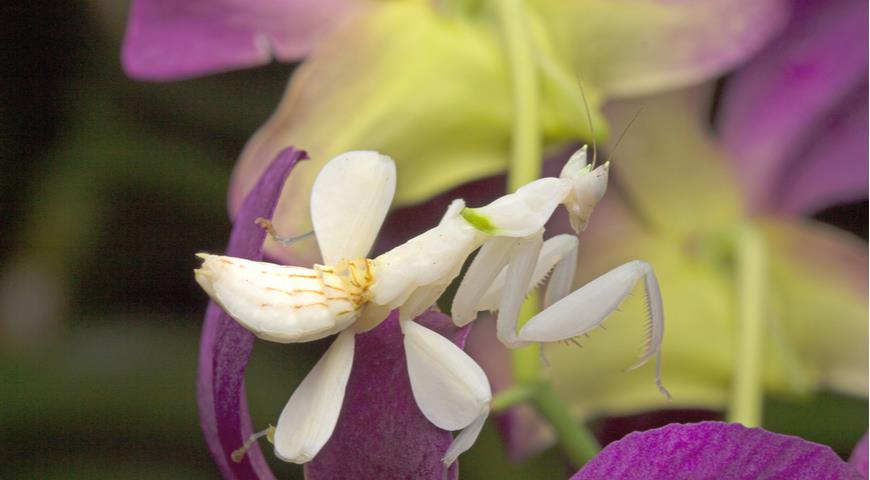 орхидейный богомол, Hymenopus coronatus