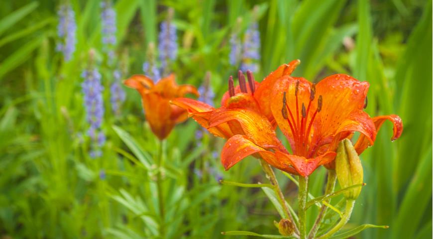 лилия пенсильванская, даурская (Lilium pensylvanicum)