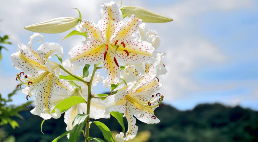 Лилия золотистая (Lilium auratum)