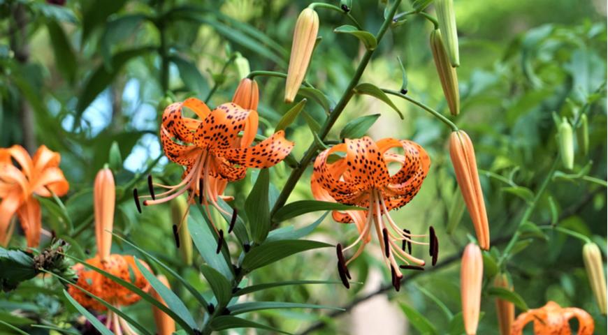 Лилия ланцетолистная (тигровая), лат. Lilium lancifolium