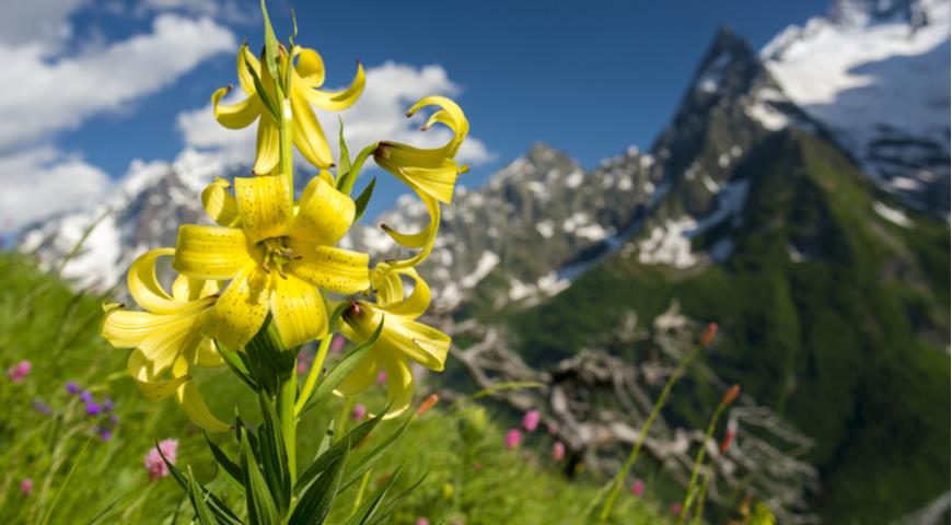 Лилия Кессельринга (лат. Lilium kesselringianum)