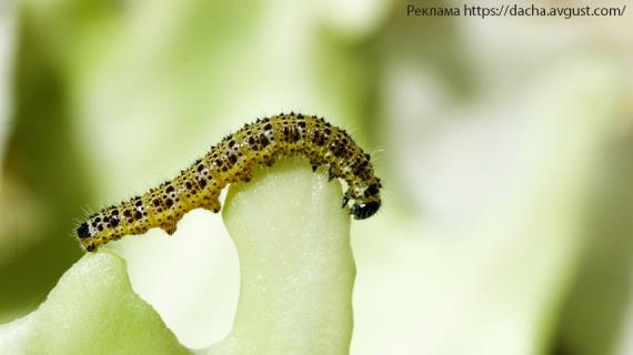 Гусеницы в огороде: эффективные меры борьбы