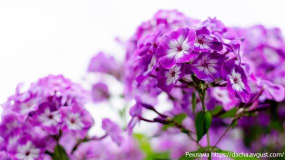 Чем болеют флоксы