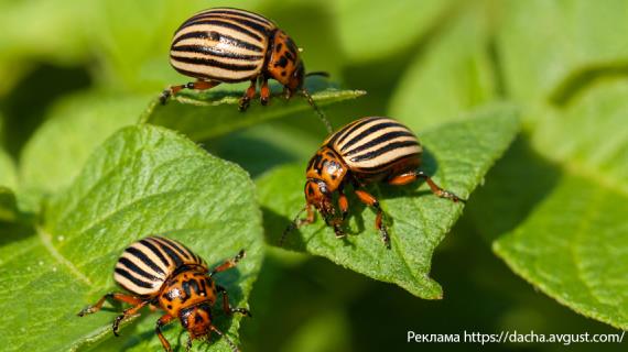 Как избавиться от колорадского жука