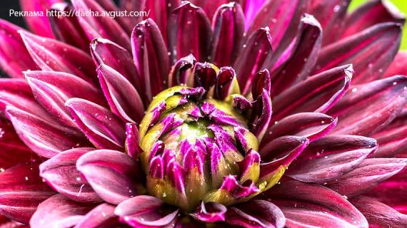 Основные вредители декоративных многолетников