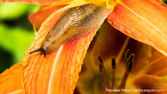 Как избавиться от слизней