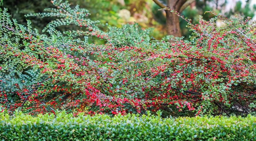 Кизильник - один из самых красивых кустарников для осеннего сада