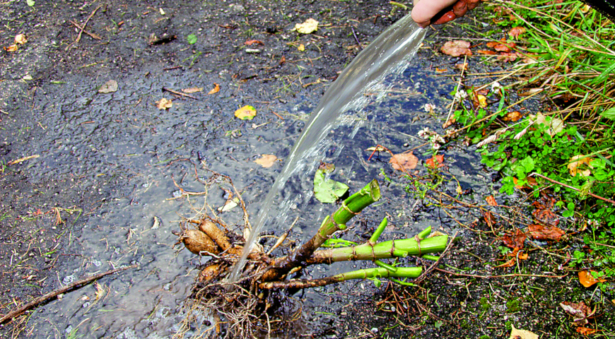 зимнее хранение георгинов