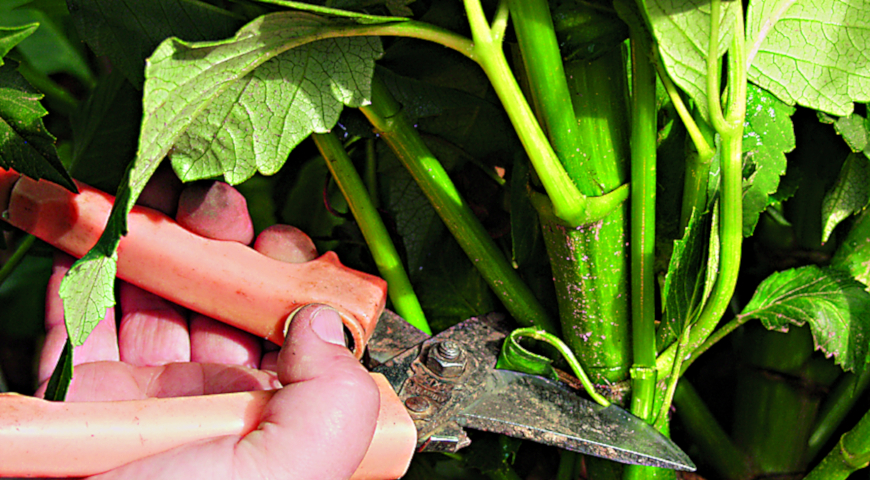 зимнее хранение георгинов