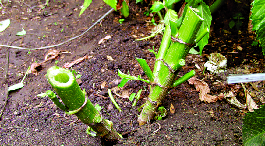 зимнее хранение георгинов