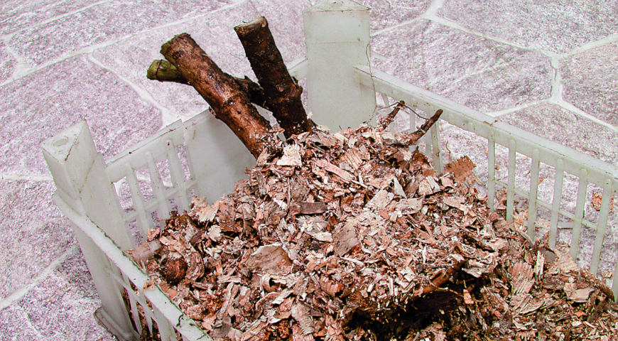 зимнее хранение георгинов