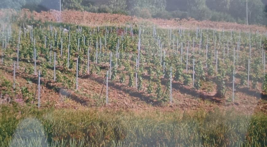 Конференция виноградарей 2022, виноградники Нило-Столобенской пустыни