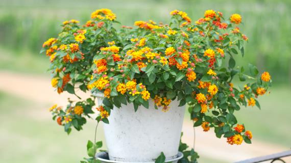 Лантана - кустарниковая вербена для вашего дома и сада