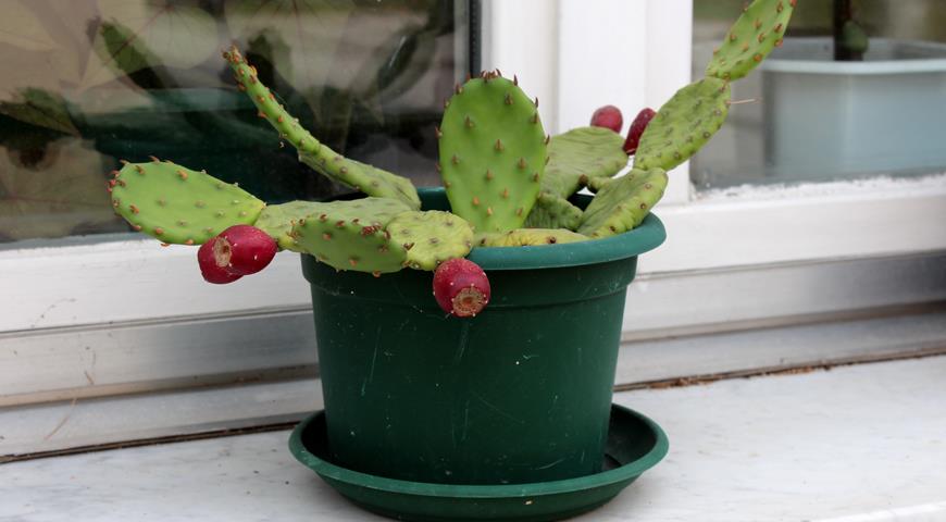 Opuntia ficus indica, или опунция фикус-индика, или индийская фиговая опунция,  кактусовая груша, бесхребетный кактус с плодами.