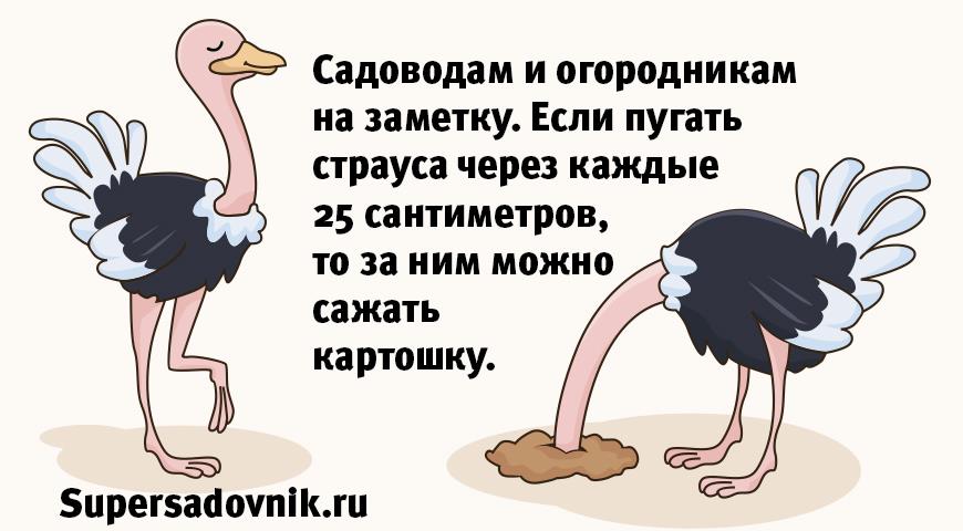 Анекдоты и шутки про дачников и садоводов