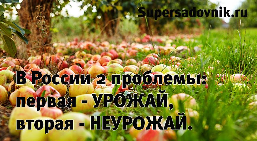 Анекдоты и шутки про дачников и садоводов