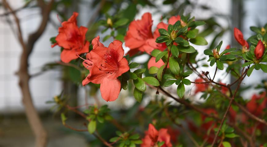 Азалия Селестина, Azalea indica Coelestine