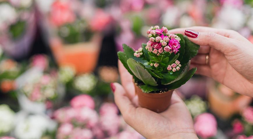 Каланхоэ Блоссфельда, Kalanchoe blossfeldiana