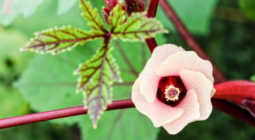 Гибискус суданская роза (Hibiscus sabdariffa)
