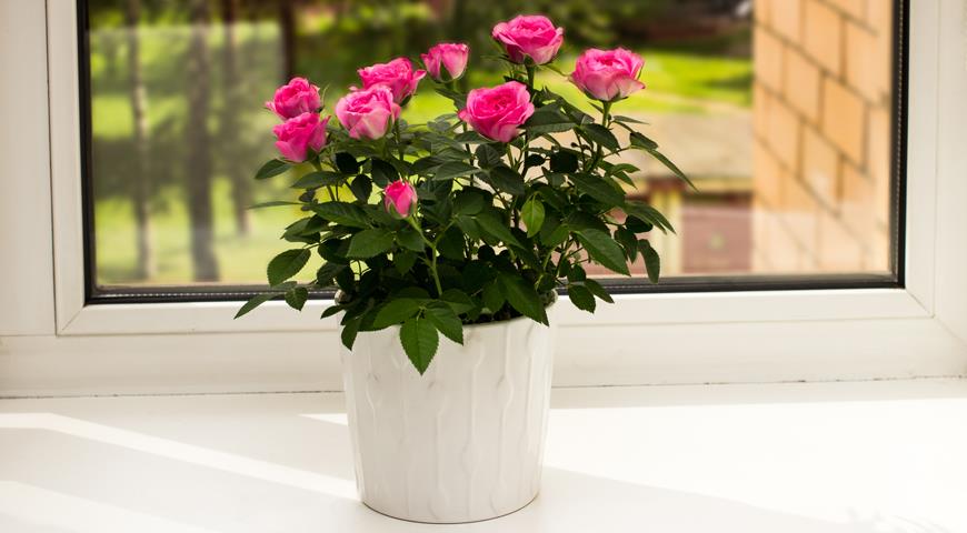 Целебные свойства домашних цветов, комнатная роза
