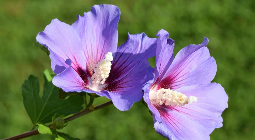 Гибискус сирийский (Hibiscus syriacus) 