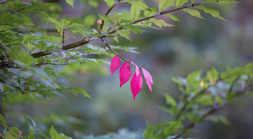 Euonymus alatus, бересклет крылатый