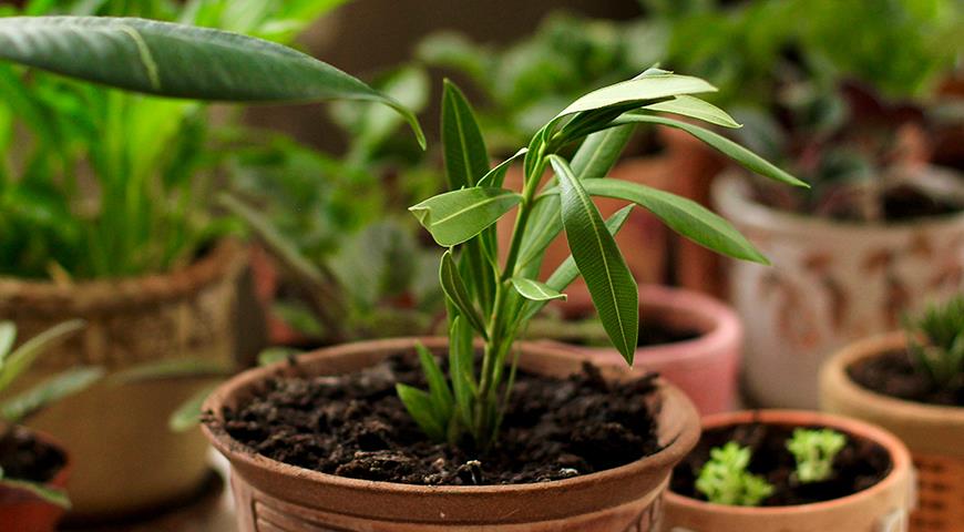 Олеандр в комнатной культуре - прекрасное, но ядовитое растение для южного, западного или восточного окна