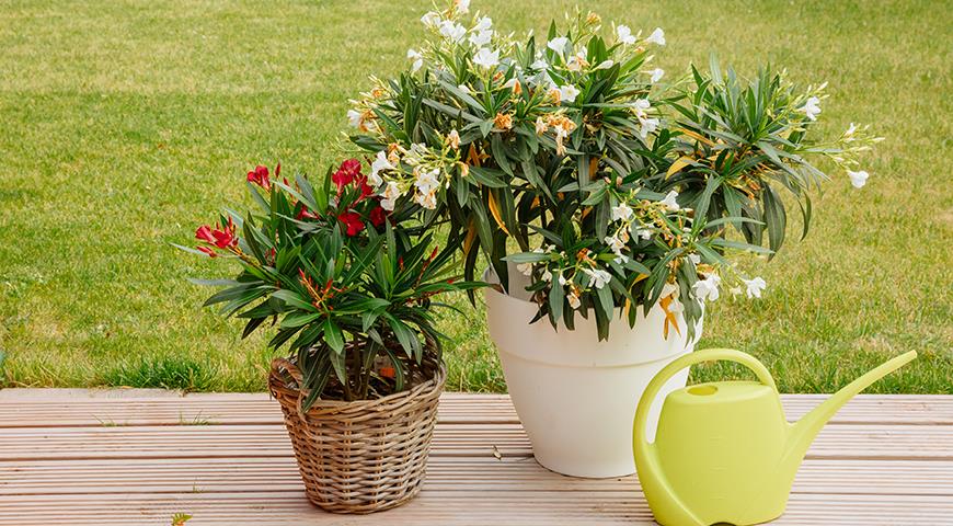 Олеандр в комнатной культуре - прекрасное, но ядовитое растение для южного, западного или восточного окна