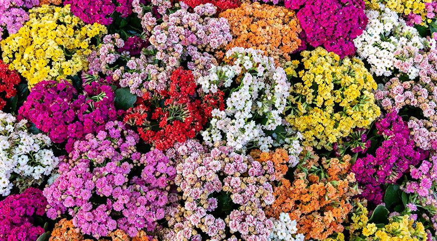 Разнообразие окрасок цветов каланхоэ Блоссфельда