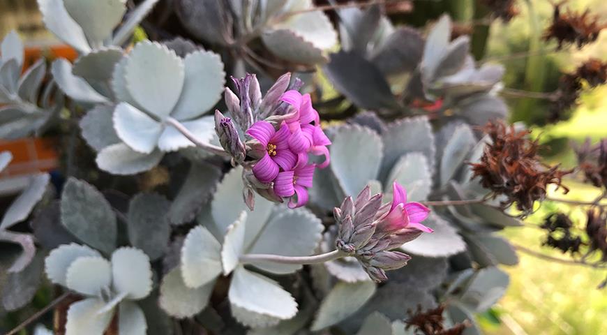 Каланхоэ карликовое, Kalanchoe pumila