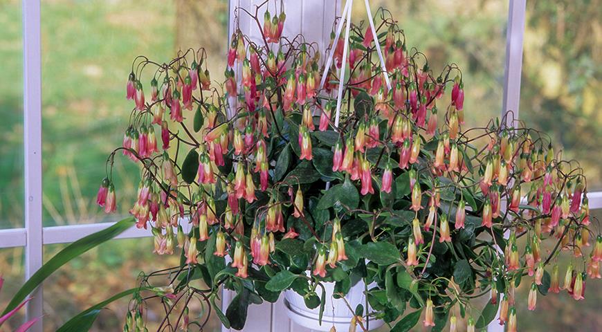 Каланхоэ Мангина, Kalanchoe manginii, Beach Bells, Мадагаскарский колокольчик