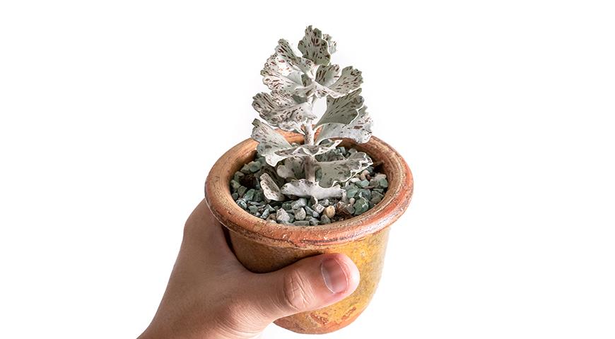 Каланхоэ ромбопилоза, Каланхоэ ромболистное, Kalanchoe Rhombopilosa